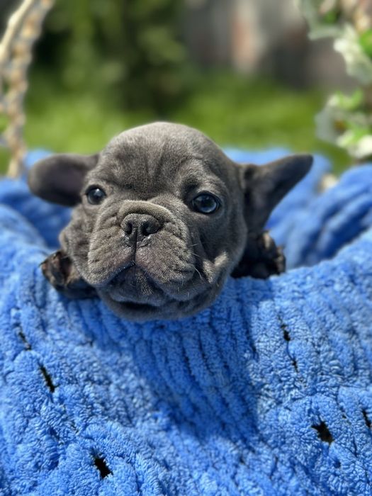 Щенки французского