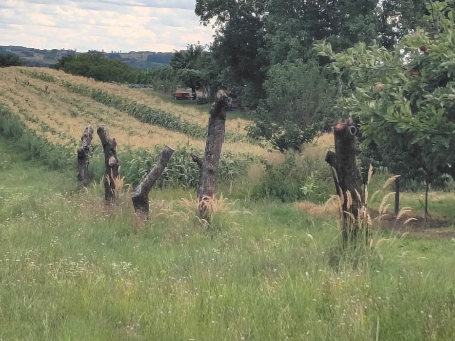 Drewno opałowe, jabłonie do wyrwania