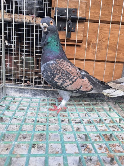 Mewki jednobarwne egipskie