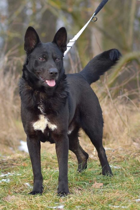 Cola - psiak radosny i energiczny