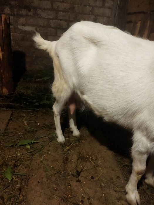 Продам дойных коз