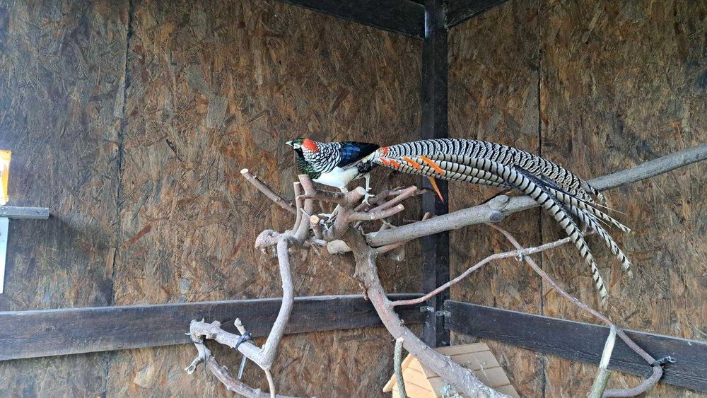 Bażant diamentowy