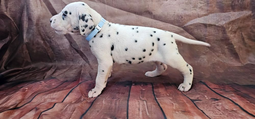 Dalmatyńczyk - sunia.