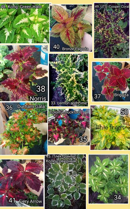 Колеусы 40 сортов! Молодые растения