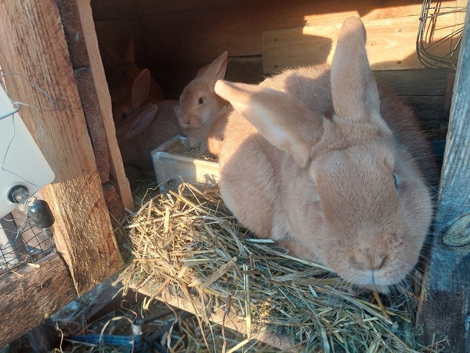 Królica burgundzka z młodymi