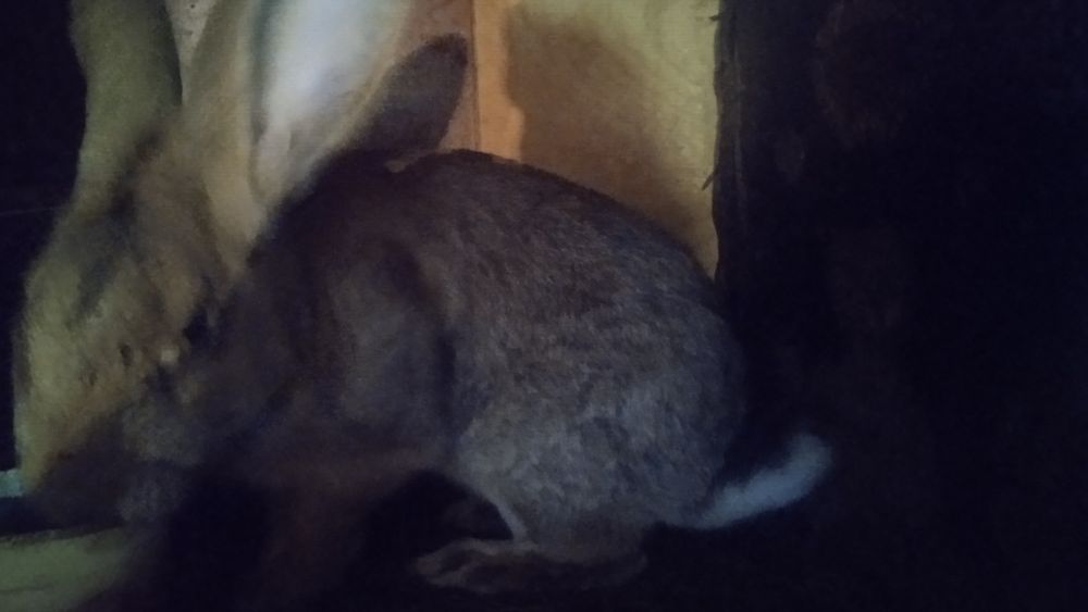 Продам кроликов .молодняк.