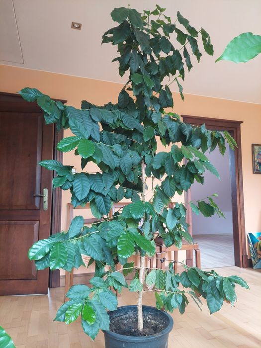 Drzewko Kawa Arabica