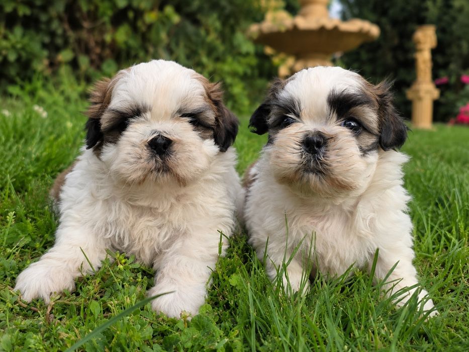 Sliczna suczka shih tzu