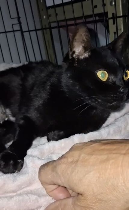 Gatinha com 1 aninho para adopção responsável