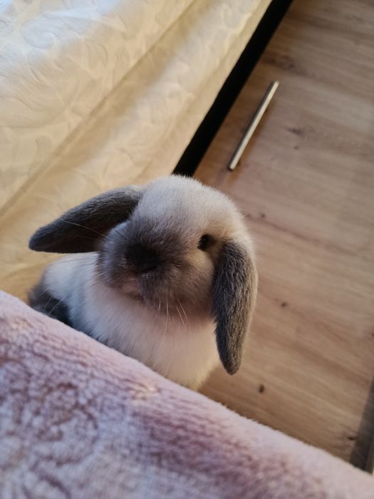 Mini lop samczyk królik króliczek baranek seal point