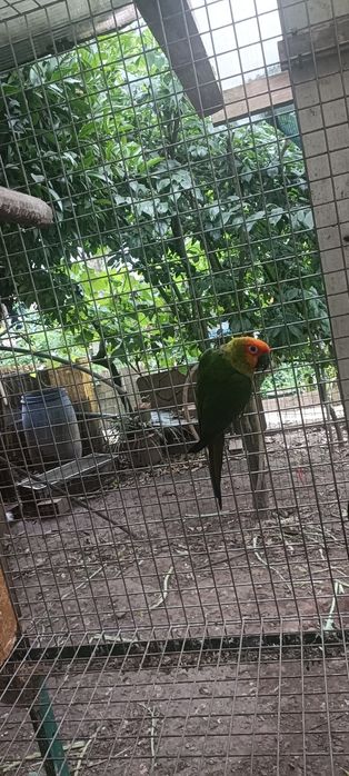 Aratinga testa vermelha