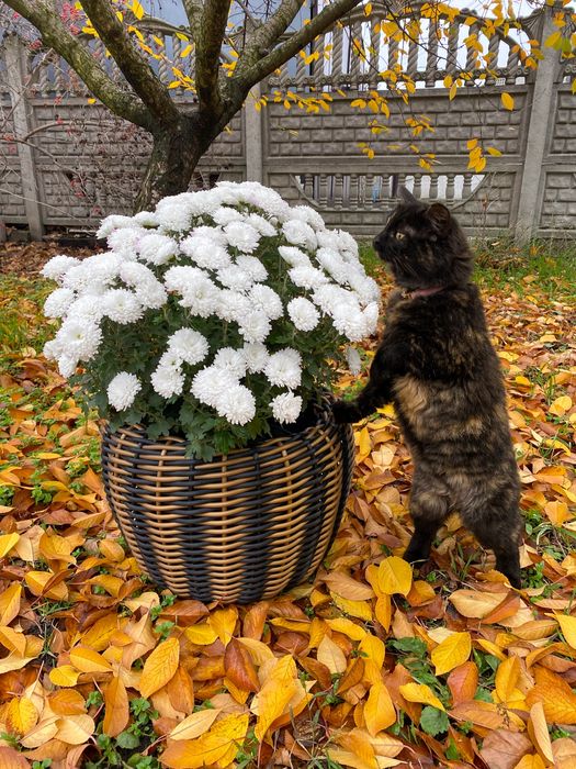 Кашпо из ротанга тигровое на 12 л чёрное с золотом ручная работа