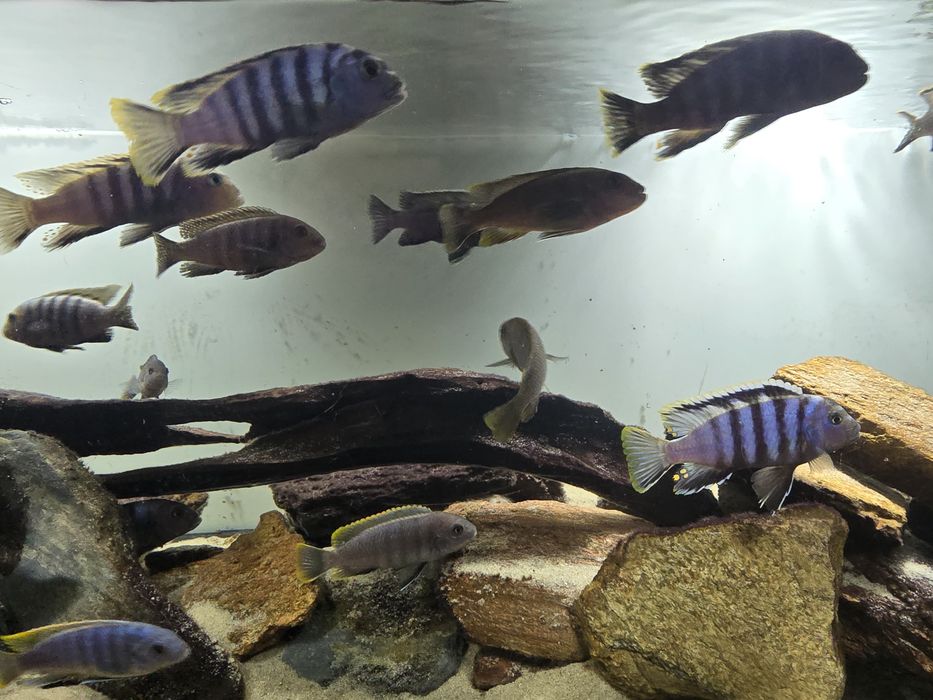 Cynotilapia zebroides