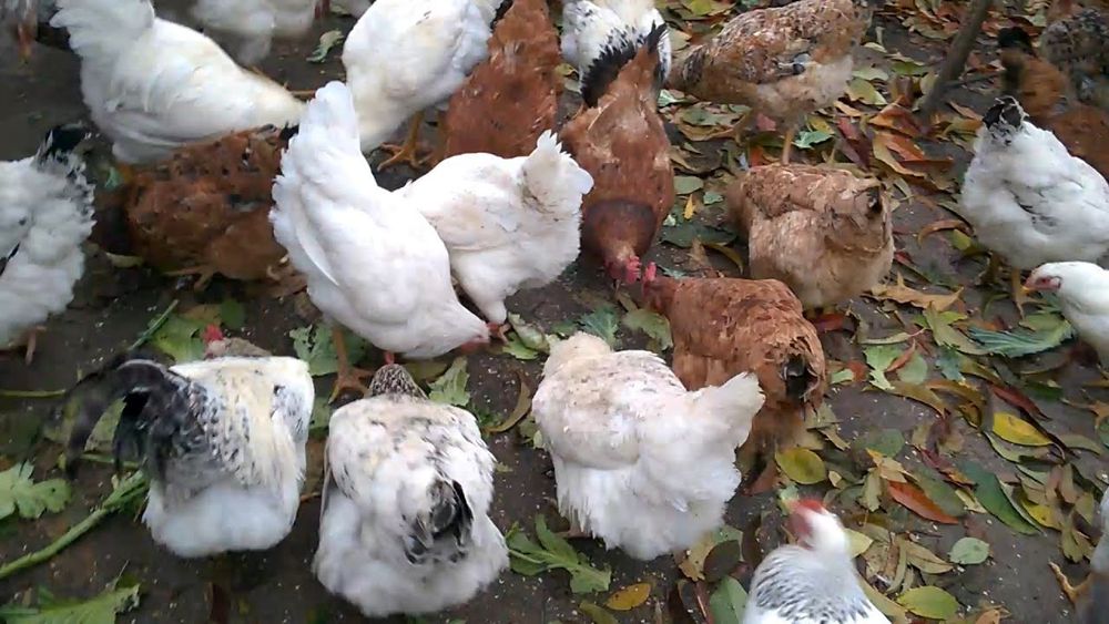 Інкубаційний яйця оптом та в роздріб м'ясояєчні кроси