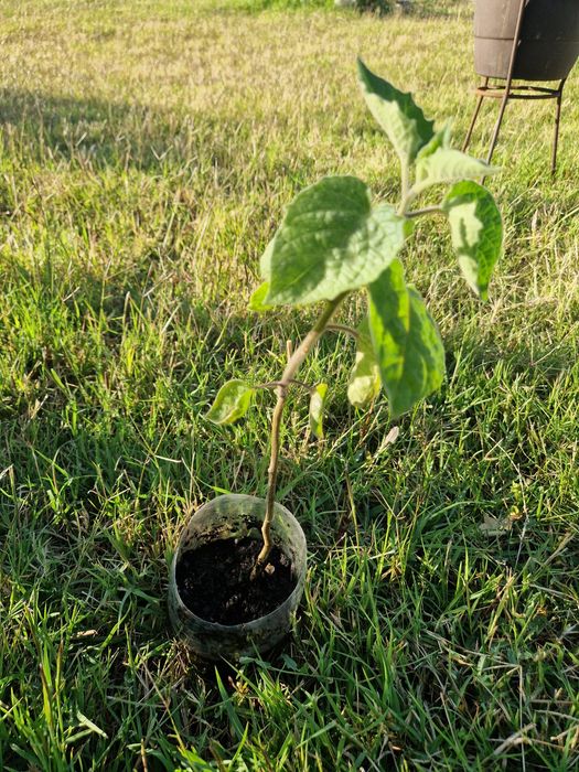 Physalis pequeno