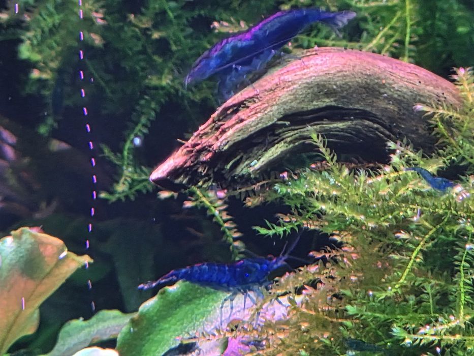 Camarões neocaridina Blue Dream + oferta pequena porção/plantas
