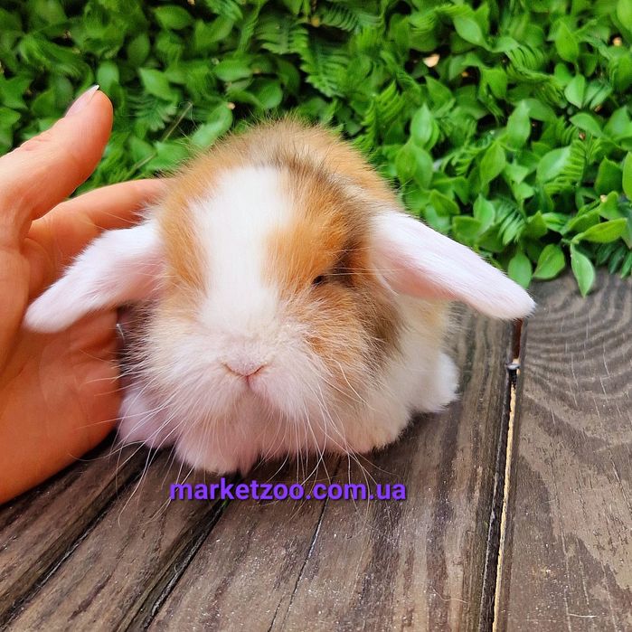 Шикарньій карликовьій кролик мальчик с сатиновьім типом шерсти