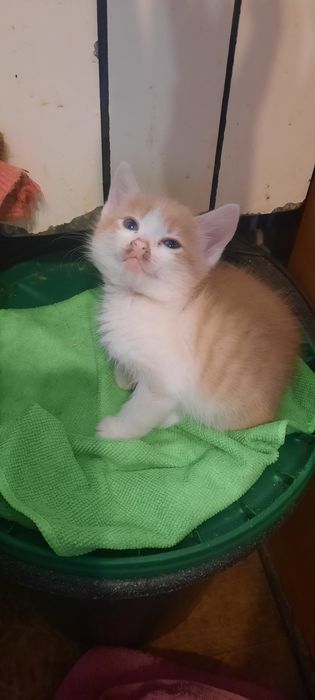 Віддам КОТИКА та Кішечку