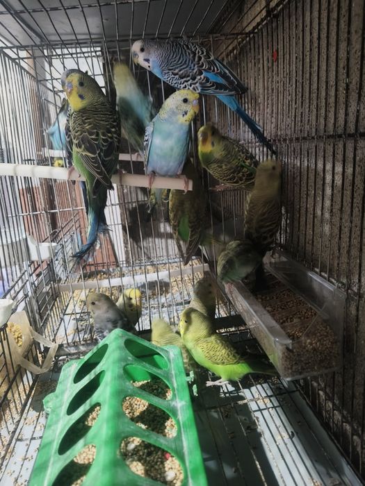 Piriquitos Australianos