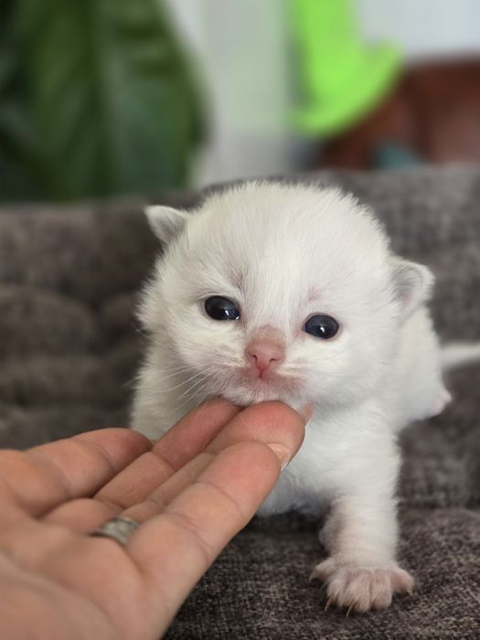 Kocurek ragdoll Rag a 03