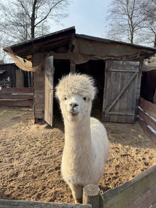 Alpaka - młoda samica
