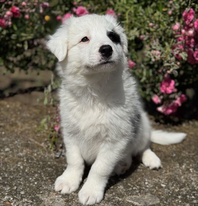 Border Collie TOP