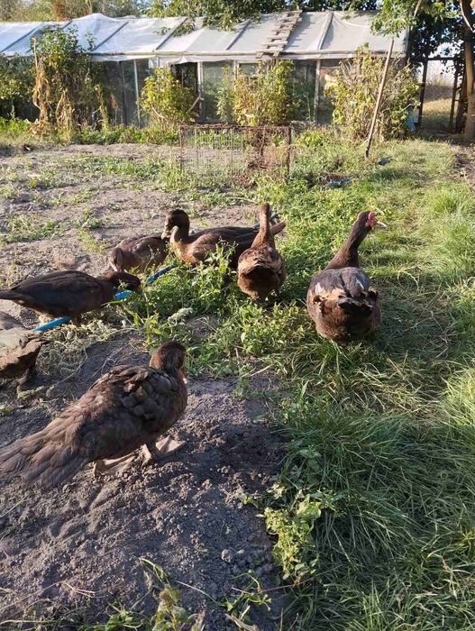 Індокачки(шипуни,индоутки)Німецької селекції важка лінія