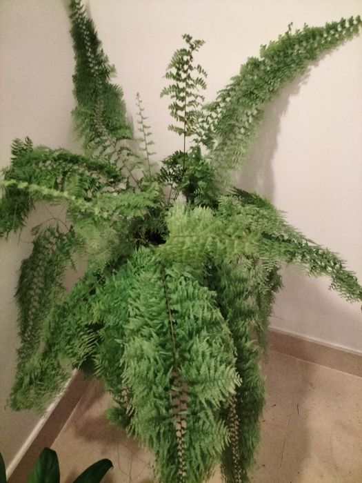Feto-Espada  gigante