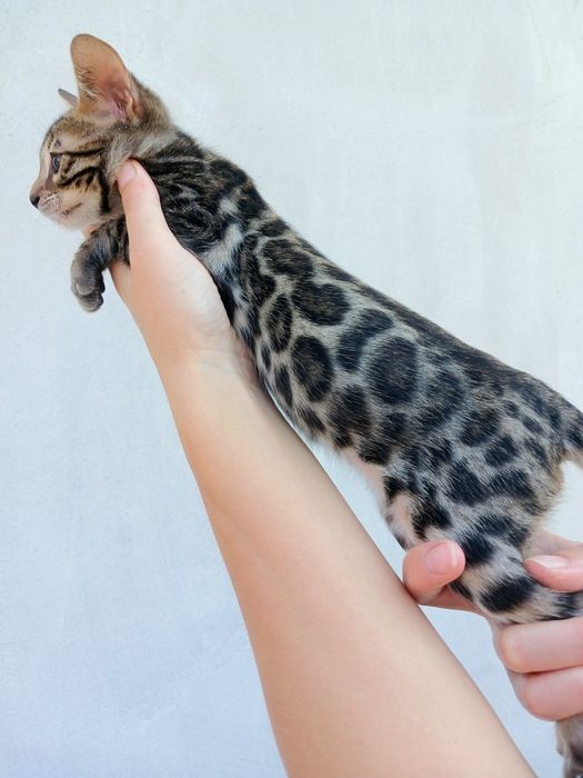 Бенгальські клубні кошенята