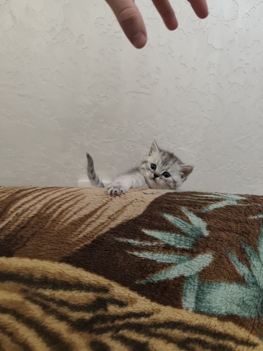 Шотландські кошенята