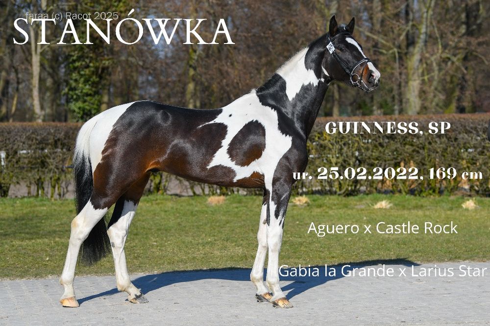 Srokaty ogier licencja PZHK