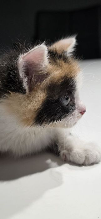 Котики в добрі руки