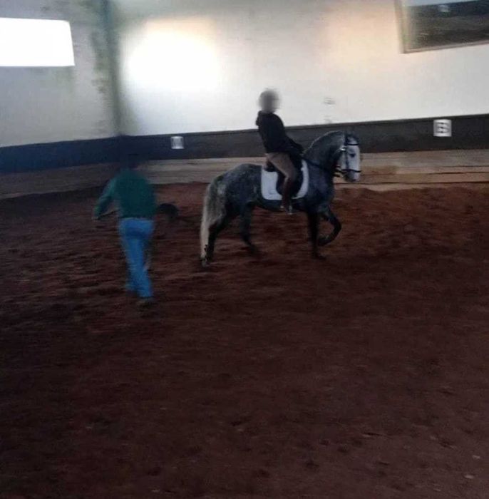 Lusitano  Puro neto do Pagode