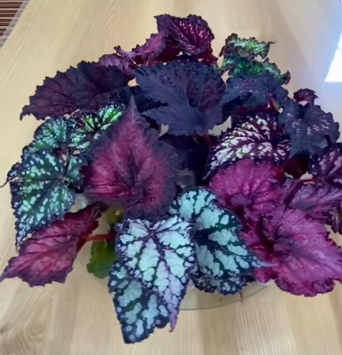 Листики и кустики! Сортовые Королевские Бегонии