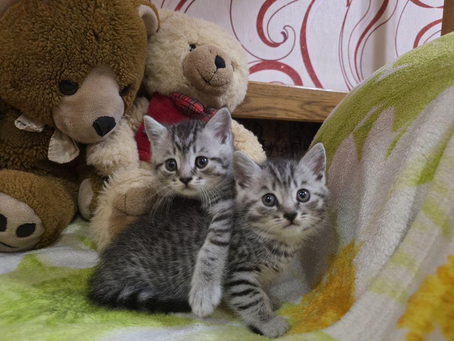 Котята шотландці гарнесенькі