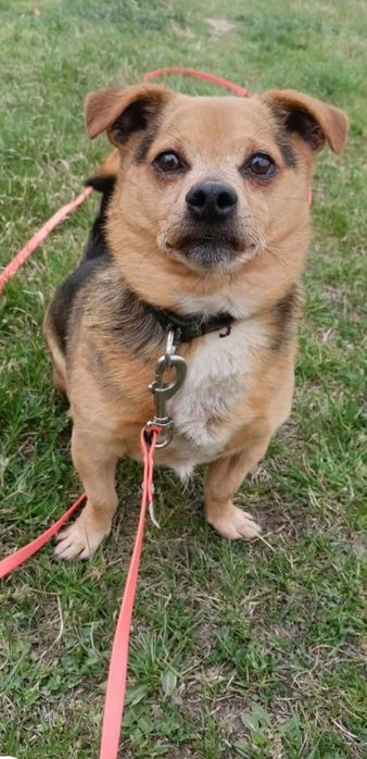 Mikrus do adopcji. SANDOMIERZ !!!