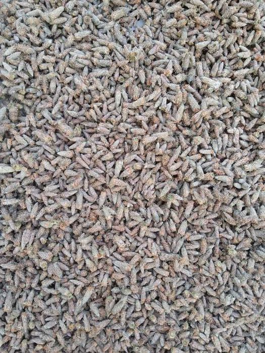 Продам . Березова брунька.  Соснова брунька.