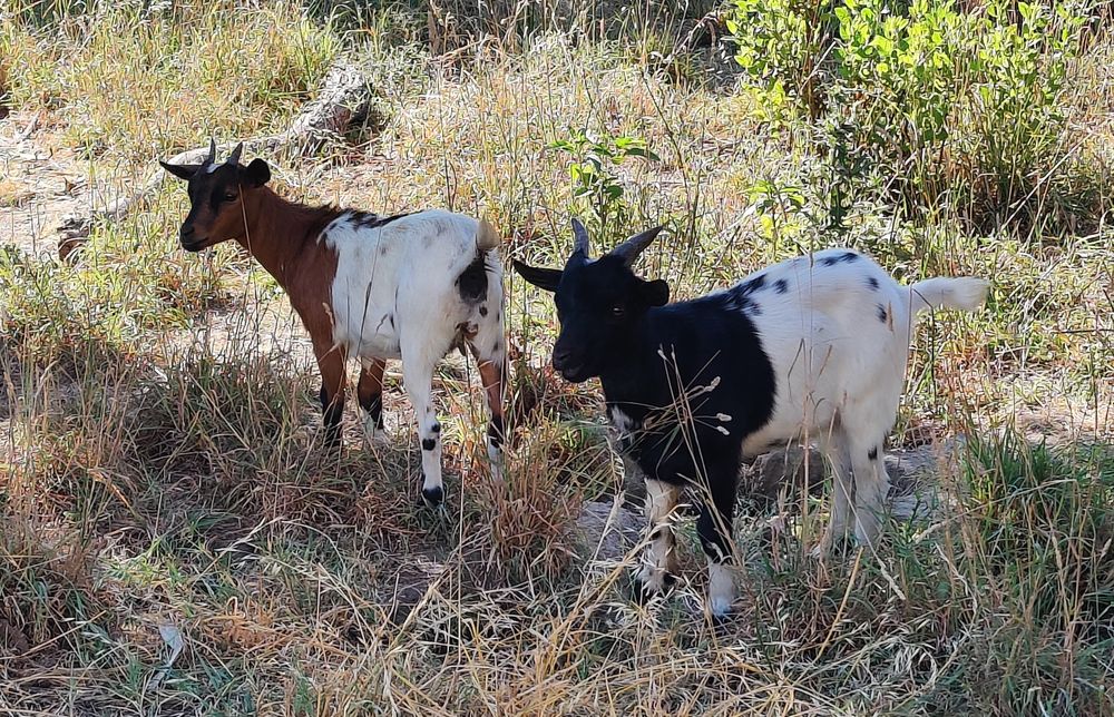 Vendo cabras anãs