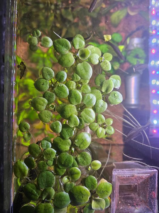 Alternanthera Rosanervig