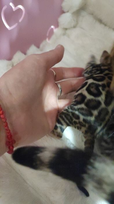 Бенгальськие котята бенгал