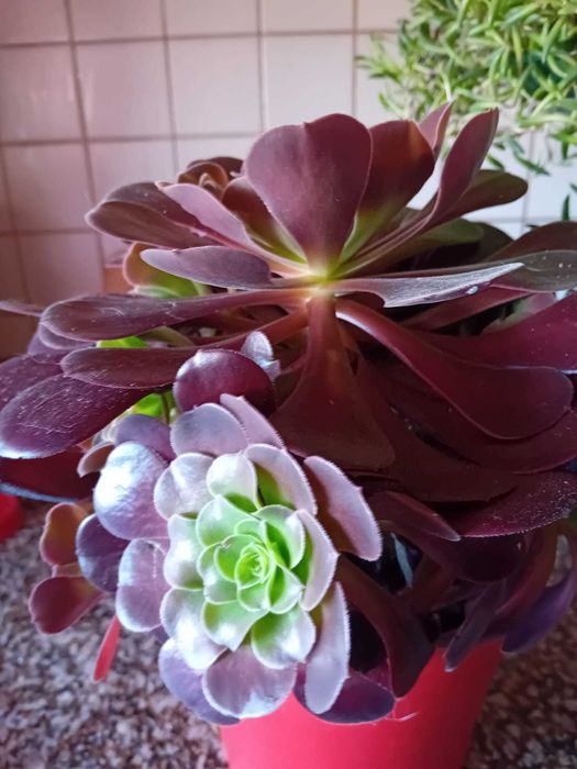 Planta - Aeonium Negro
