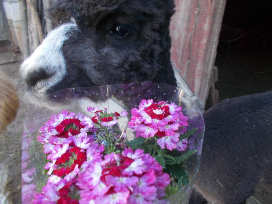 sprzedam samiec alpaki