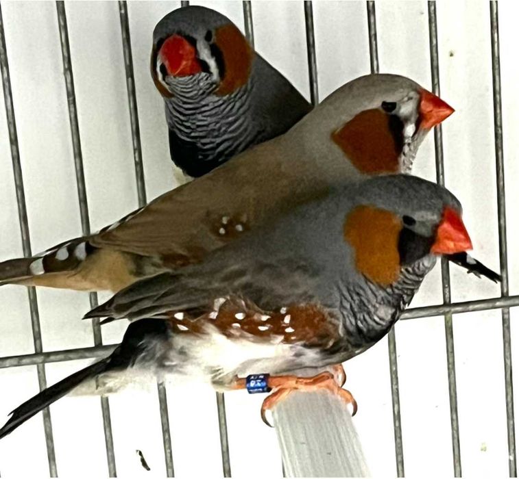 Diamantes Mandarins de Exposição