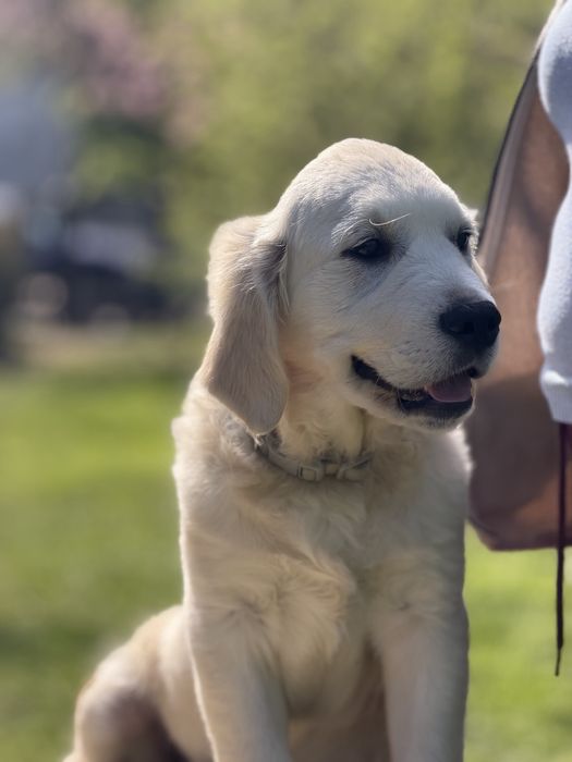 Golden Retriever FCI szczeniak