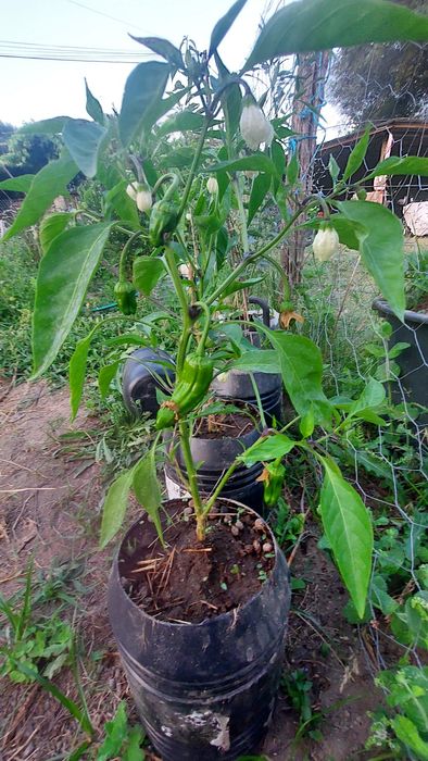 Tudo a um euro cerejeira-de-jerusalem, girassol, sabugueiro nigra, etc