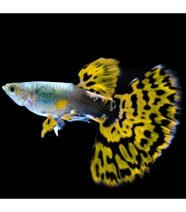 Guppy Sortido M/F - Poecilia reticulata