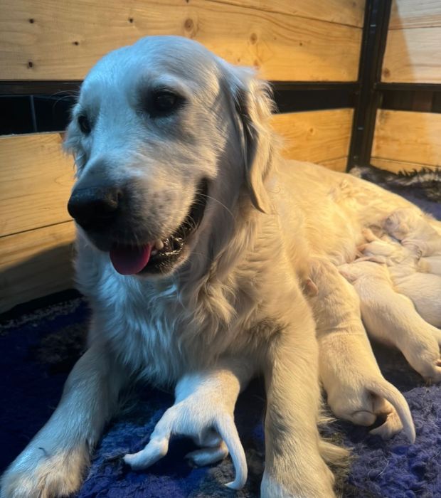 Golden retriever rodowód fci zkwp