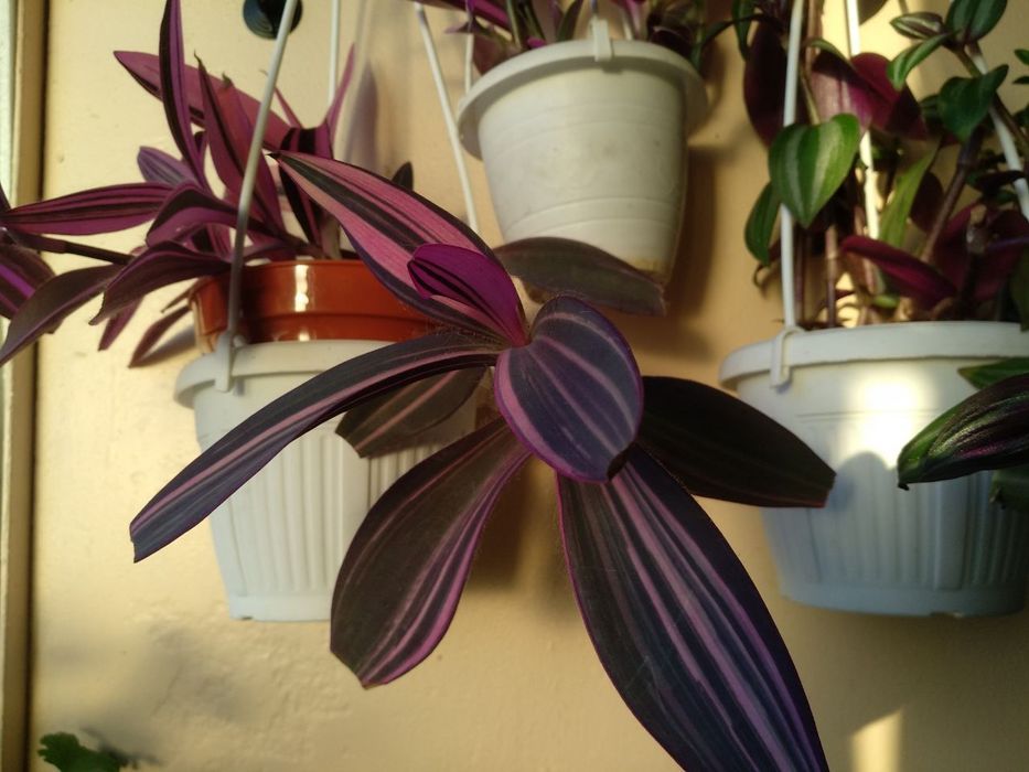 Сеткреазия вариегатная,мультиколор