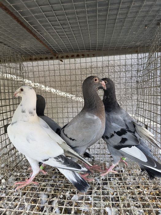 Sprzedam gołębie rzeszowskie