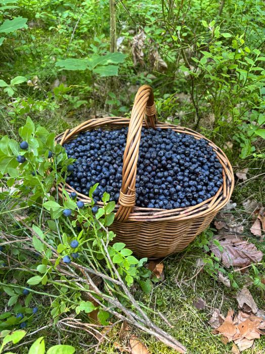 Jagody leśne sprzedam